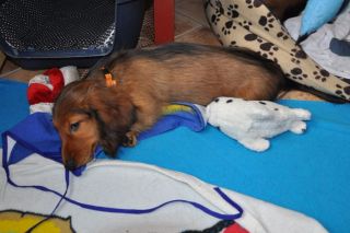 Jamnik d�ugow�osy